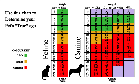 Rowley Animal Hospital - Surveillance Screening