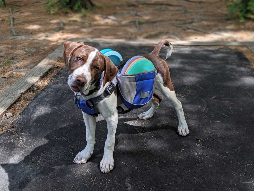 dog holding frisbees