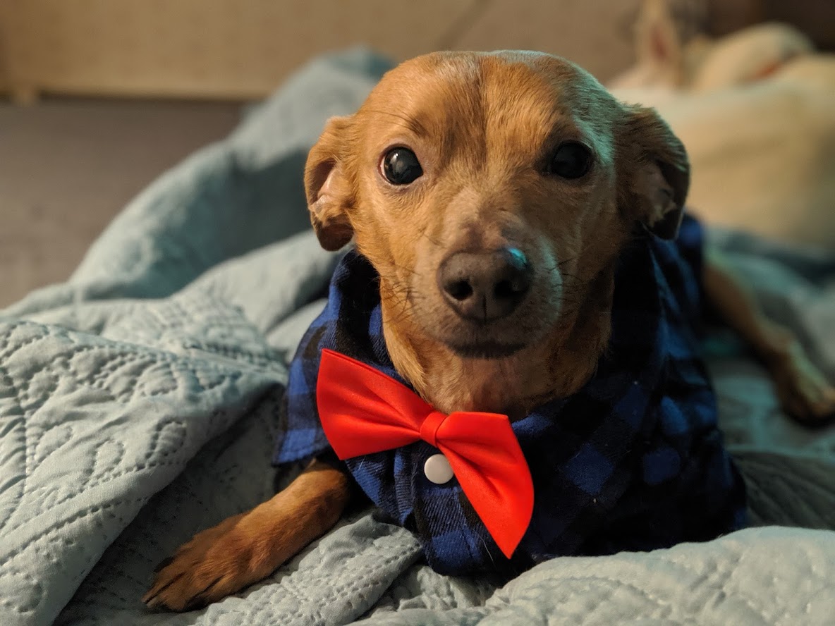 dog in bow tie