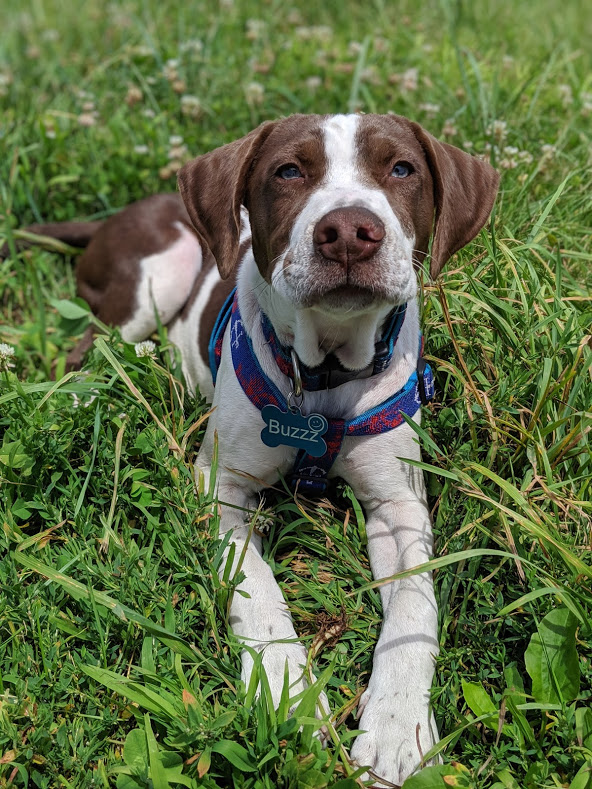 Brown and white dog