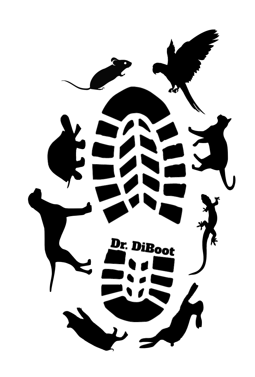 Dr DiBoot Logo