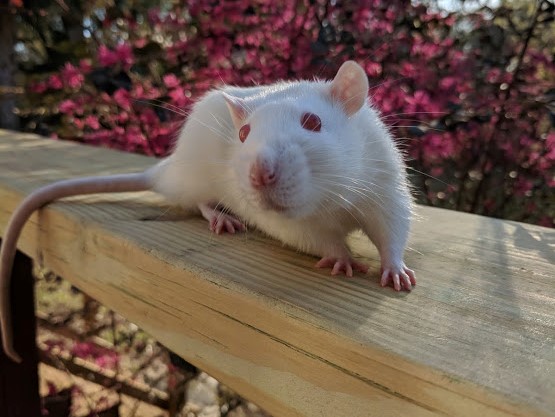 white rat