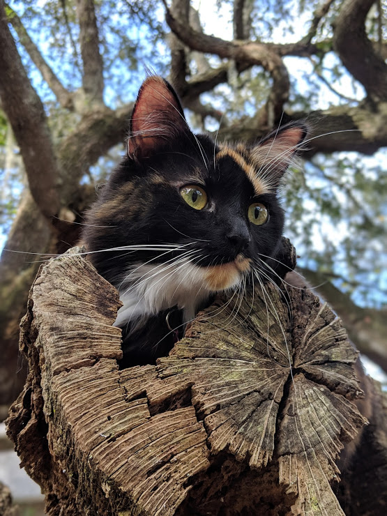 Ginny in a stump