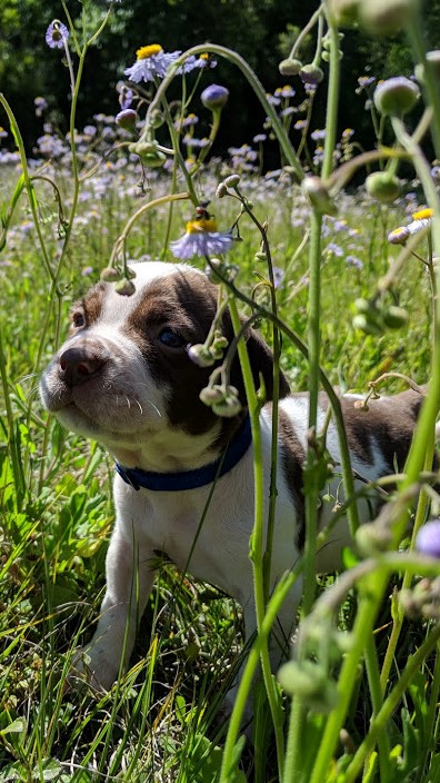 Puppy in flowers