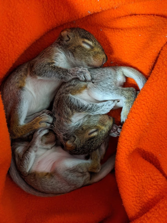 baby squirrels