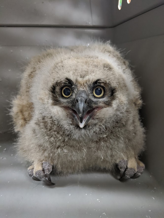 owl baby