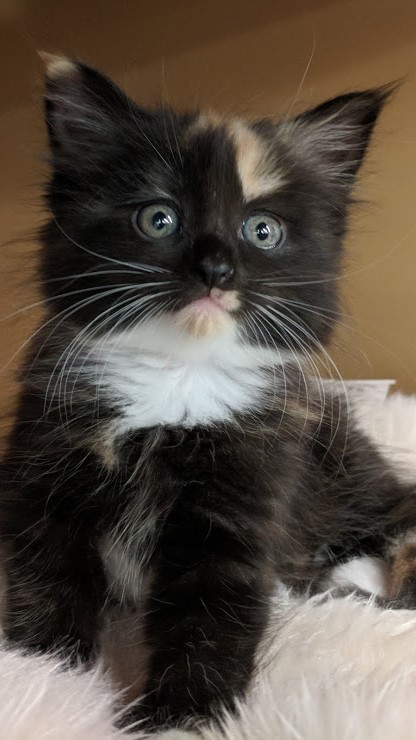 Ginny as a Kitten Ginny as a Kitten