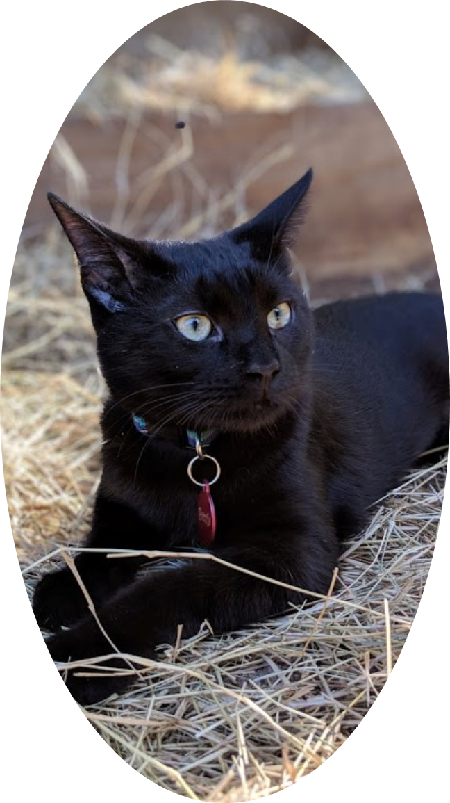 Petrie - Black Cat